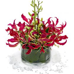 Gloriosa - Design Fresh Cut Flowers
