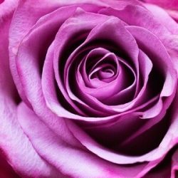 valentines-arrangement-by-best-floral-design-nyc-$81.99